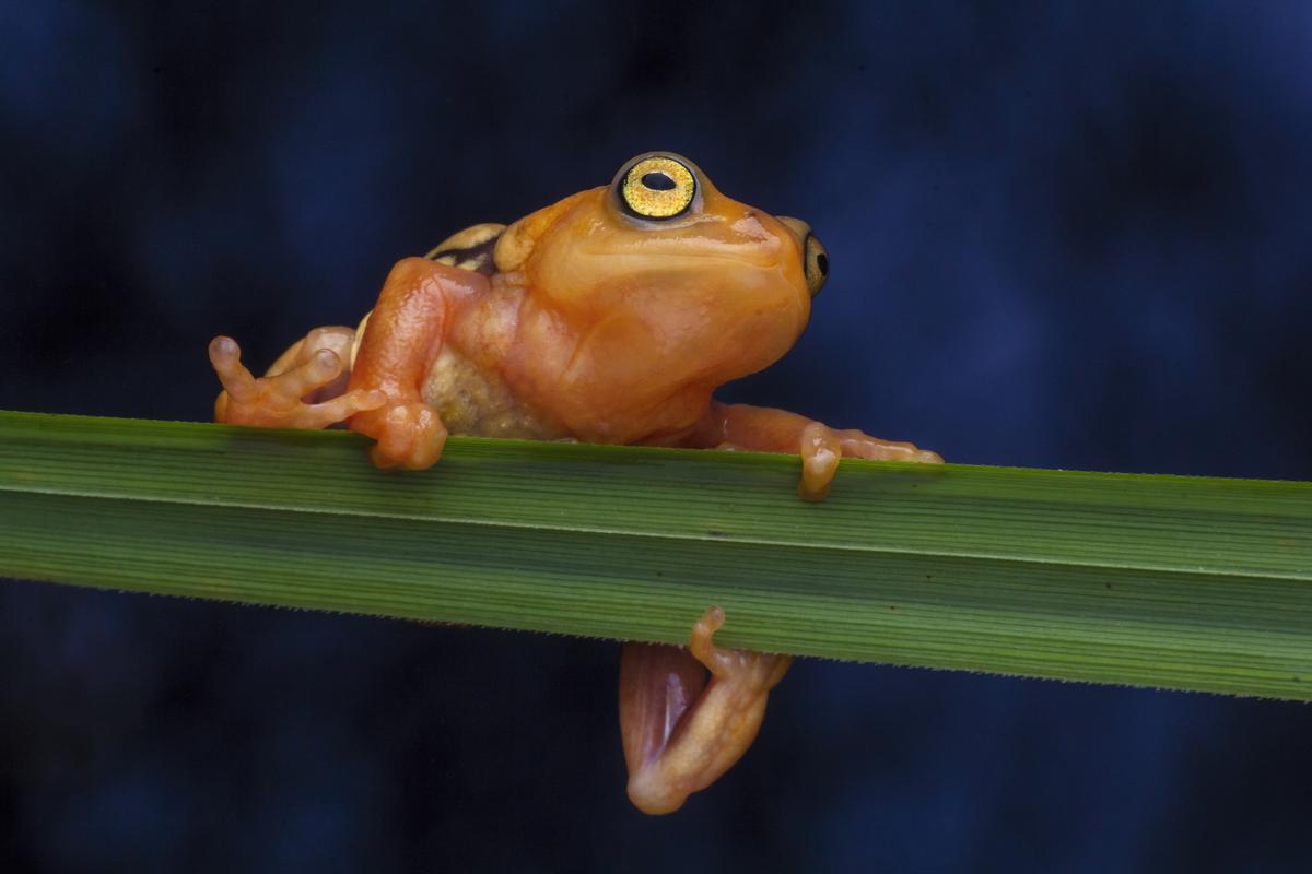 Look out for the frogs this monsoon in Kerala The Hindu